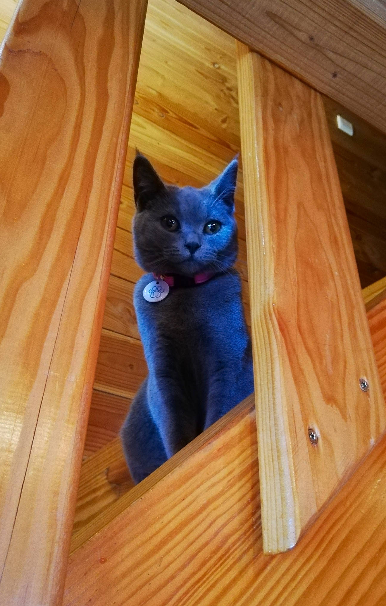 Poopy a rejoint le concours — aidez-le/la à gagner de superbes lots ! british_shorthair, carnivore, cat, chartreux, domestic_short_haired_cat, fawn, felidae, floor, flooring, hardwood, korat, laminate_flooring, nebelung, plywood, russian_blue, small_to_medium_sized_cats, whiskers, wood, wood_flooring, wood_stain