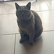 Poopy a rejoint le concours — aidez-le/la à gagner de superbes lots ! cat, gray_cat, indoor, tiled_floor, curtains, window, pet, animal, sitting, feline, whiskers, ears, floor, sunlight, shadow, domestic, fur, cute, calm, home