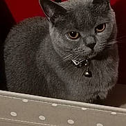 Poopy a rejoint le concours — aidez-le/la à gagner de superbes lots ! animal, bell, box, cat, close_up, collar, companion, curious, cute, domestic, ears, eyes, face, feline, fur, gray_cat, indoor, pet, polka_dot, whiskers