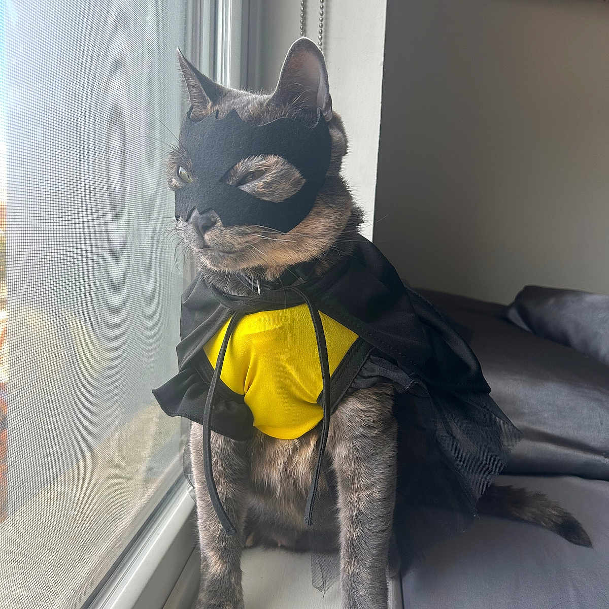 Support Yumi in Cat Photo Contest - Cash