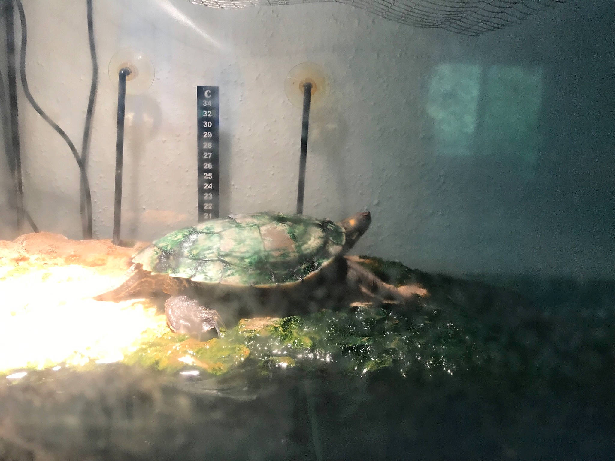 Zazi a rejoint le concours — aidez-le/la à gagner de superbes lots ! adaptation, box_turtle, common_snapping_turtle, geoemydidae, kinosternidae, organism, pond_turtle, red_eared_slider, reptile, terrapin, tortoise, trachemys, turtle