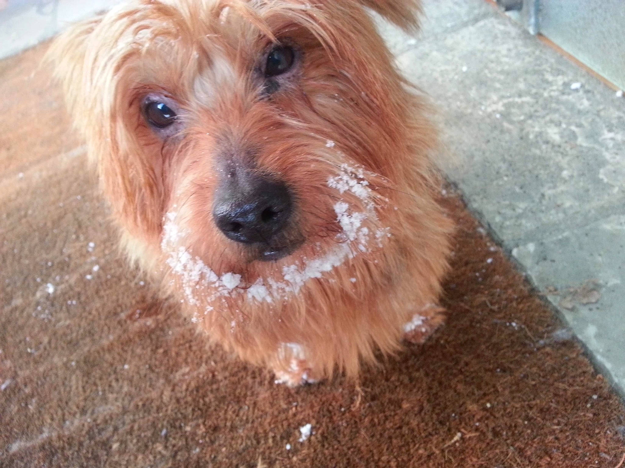 Danang a rejoint le concours — aidez-le/la à gagner de superbes lots ! australian_terrier, bosnian_coarse_haired_hound, cairn_terrier, canidae, carnivore, companion_dog, dog, dog_breed, dutch_smoushond, glen_of_imaal_terrier, mammal, norfolk_terrier, poodle_crossbreed, rare_breed_dog, schnoodle, small_terrier, sporting_group, sporting_lucas_terrier, terrier, vertebrate