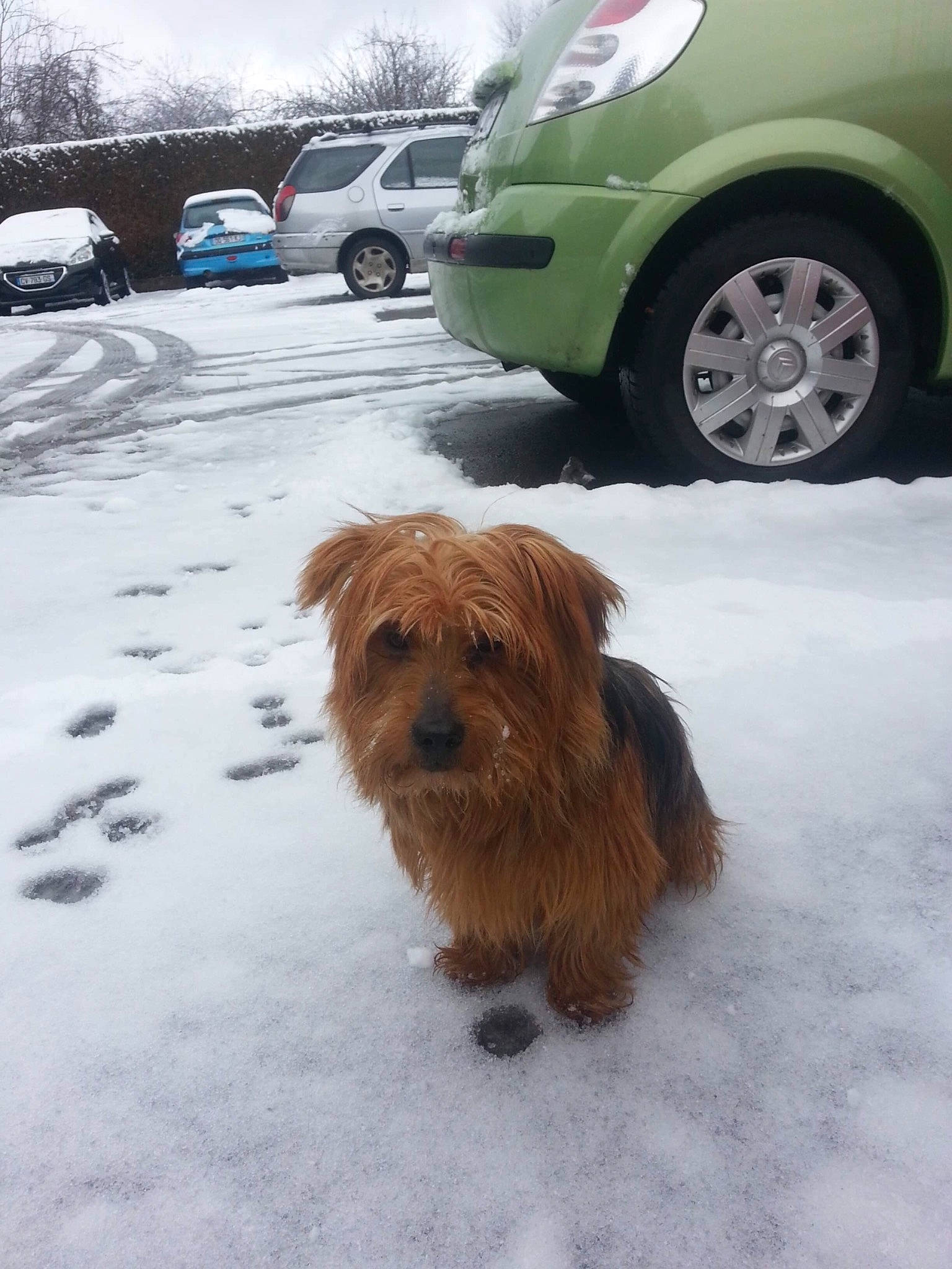 Danang a rejoint le concours — aidez-le/la à gagner de superbes lots ! australian_terrier, cairn_terrier, canidae, car, carnivore, companion_dog, dog, dog_breed, glen_of_imaal_terrier, mammal, norfolk_terrier, rare_breed_dog, small_terrier, snow, sporting_lucas_terrier, terrier, toy_dog, vehicle, winter, yorkshire_terrier