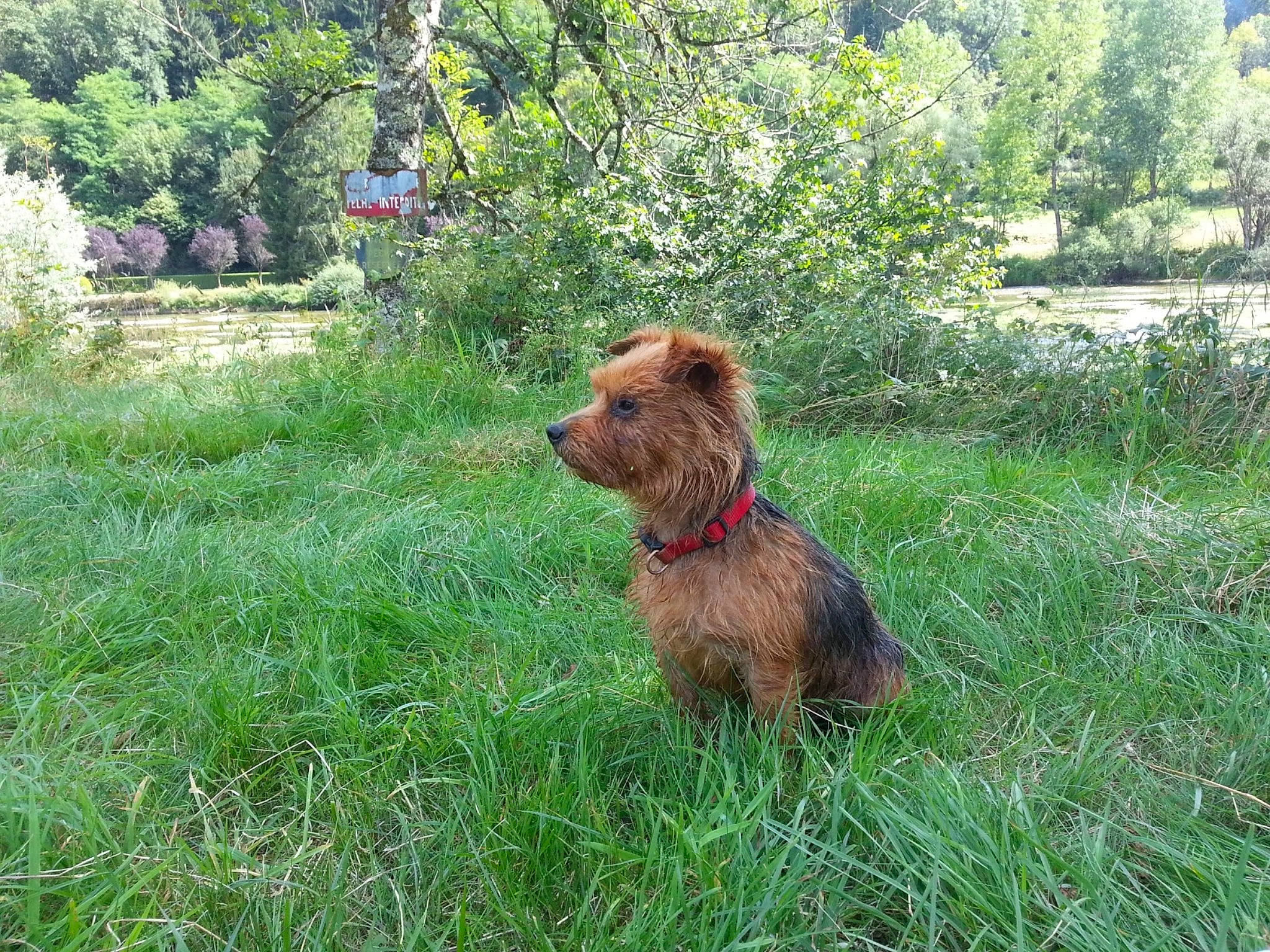 Danang a rejoint le concours — aidez-le/la à gagner de superbes lots ! airedale_terrier, basset_fauve_de_bretagne, canidae, carnivore, dog, dog_breed, grass, mammal, sporting_group, styrian_coarse_haired_hound, terrier, vertebrate, welsh_terrier, working_terrier