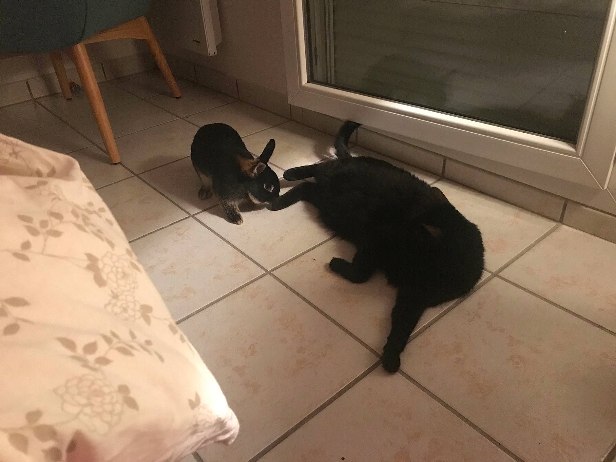 Socrate participe au concours pour gagner de l'argent avec cette photo : black_cat, canidae, carnivore, cat, dog, dog_breed, felidae, floor, flooring, hardwood, non_sporting_group, small_to_medium_sized_cats, sporting_group, square, tail, tile