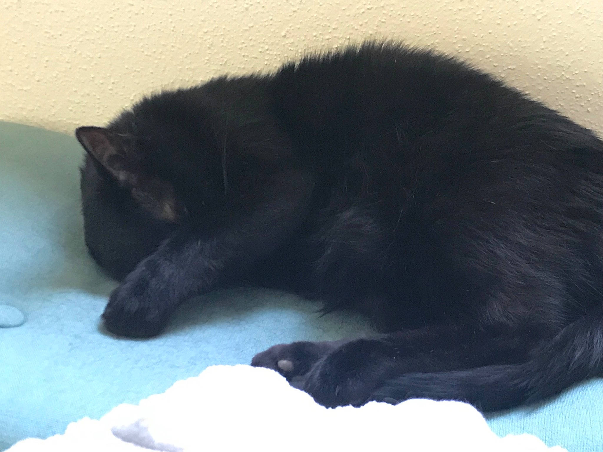 Socrate a rejoint le concours — aidez-le/la à gagner de superbes lots ! black, black_cat, bombay, carnivore, cat, claw, felidae, fur, mammal, nap, paw, sleep, small_to_medium_sized_cats, snout, tail, whiskers