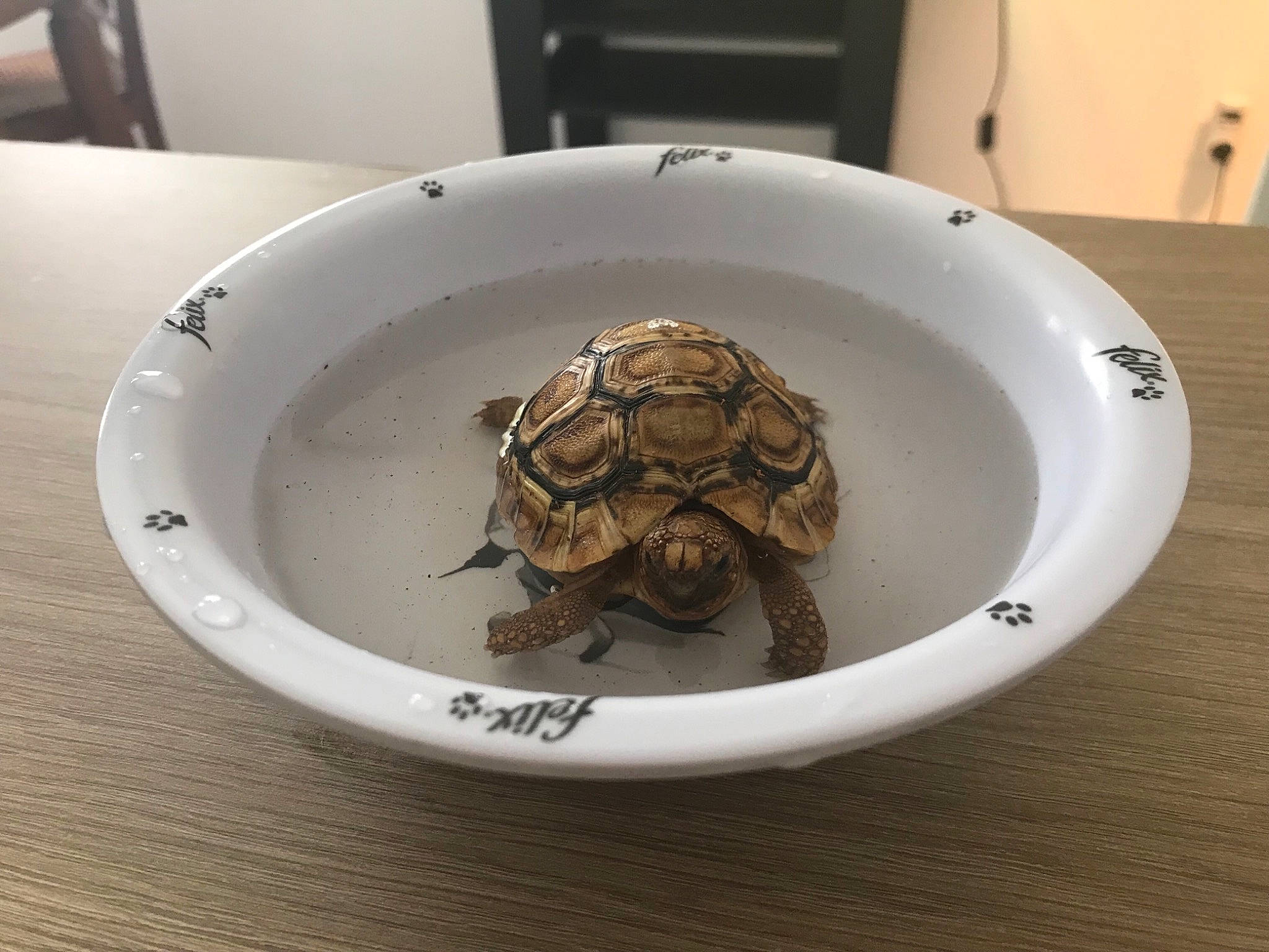 Bartók participe au concours pour gagner de l'argent avec cette photo : common_snapping_turtle, geoemydidae, kinosternidae, pond_turtle, red_eared_slider, reptile, terrapin, tortoise, turtle