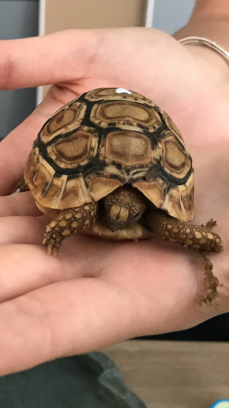 Bartók participe au concours pour gagner de l'argent avec cette photo : box_turtle, chelonoidis, chelydridae, common_snapping_turtle, geoemydidae, gopher_tortoise, kinosternidae, pond_turtle, reptile, sea_turtle, terrapin, terrestrial_animal, tortoise, turtle