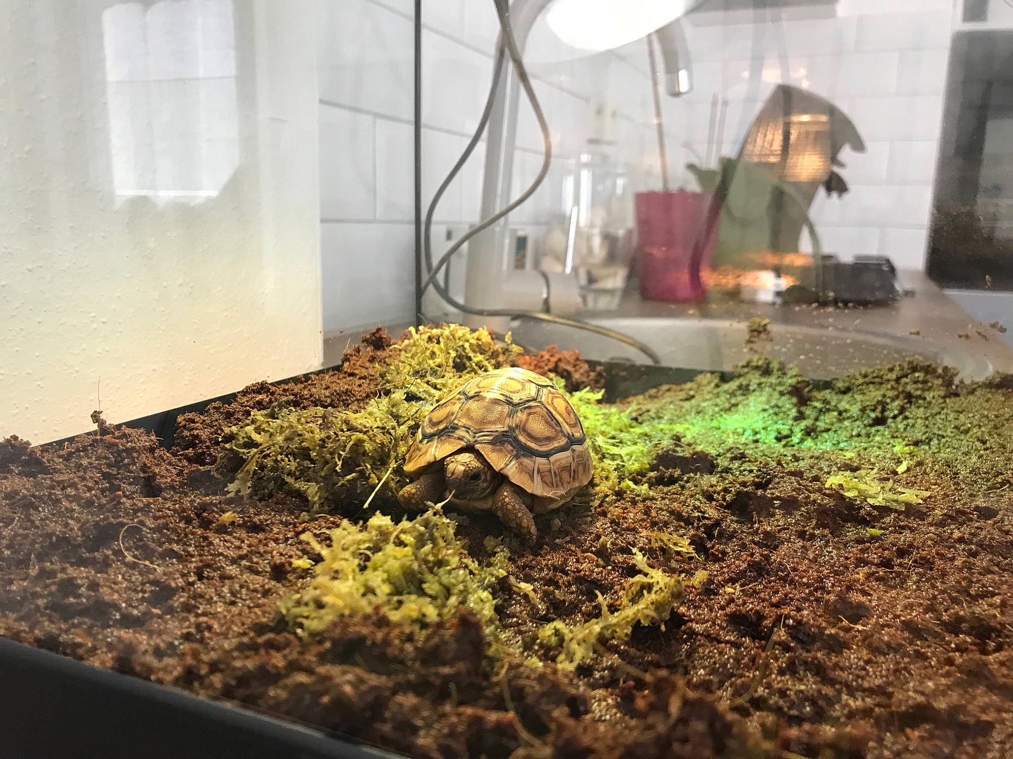 Bartók participe au concours pour gagner de l'argent avec cette photo : houseplant, nepenthes, plant, reptile, soil, tree