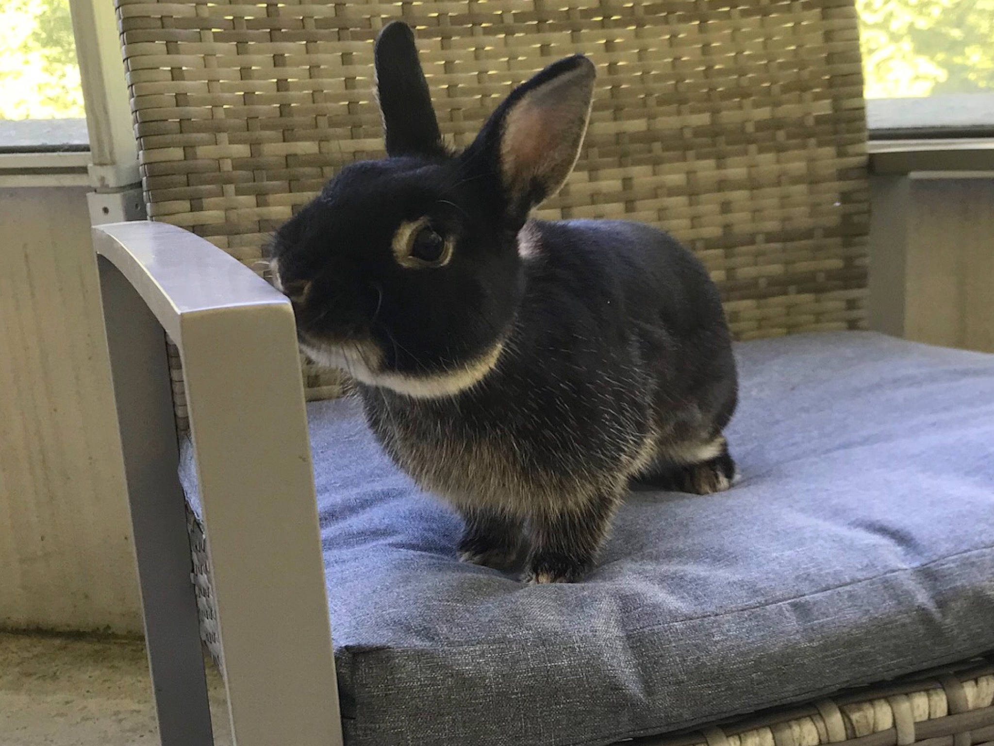 Platon participe au concours pour gagner de l'argent avec cette photo : domestic_rabbit, ear, fawn, hare, mammal, rabbit, rabbits_and_hares, snout, tail, whiskers, wood_rabbit