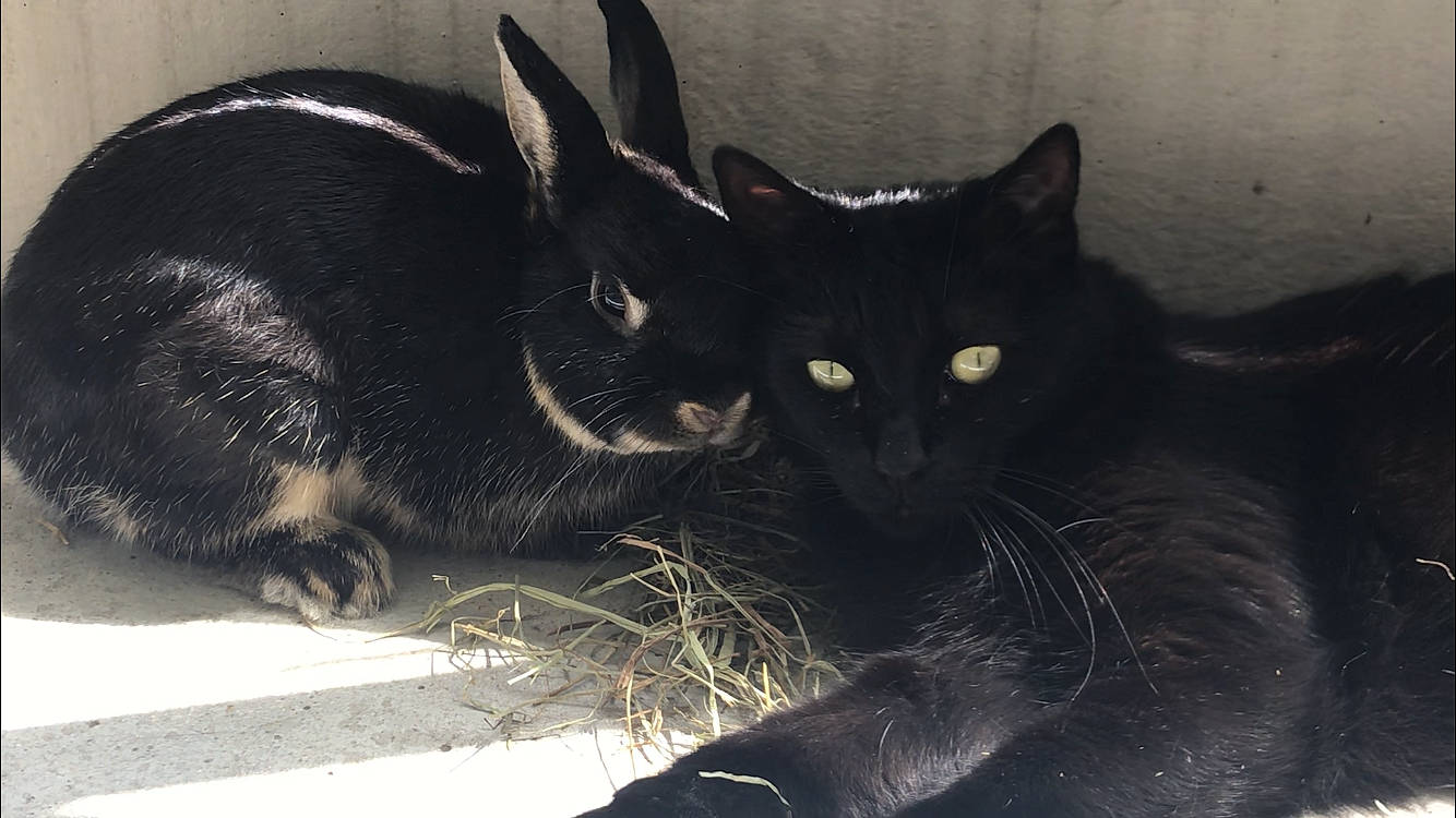 Platon participe au concours pour gagner de l'argent avec cette photo : asian, black, black_cat, bombay, carnivore, cat, domestic_short_haired_cat, felidae, mammal, small_to_medium_sized_cats, snout, tail, vertebrate, whiskers