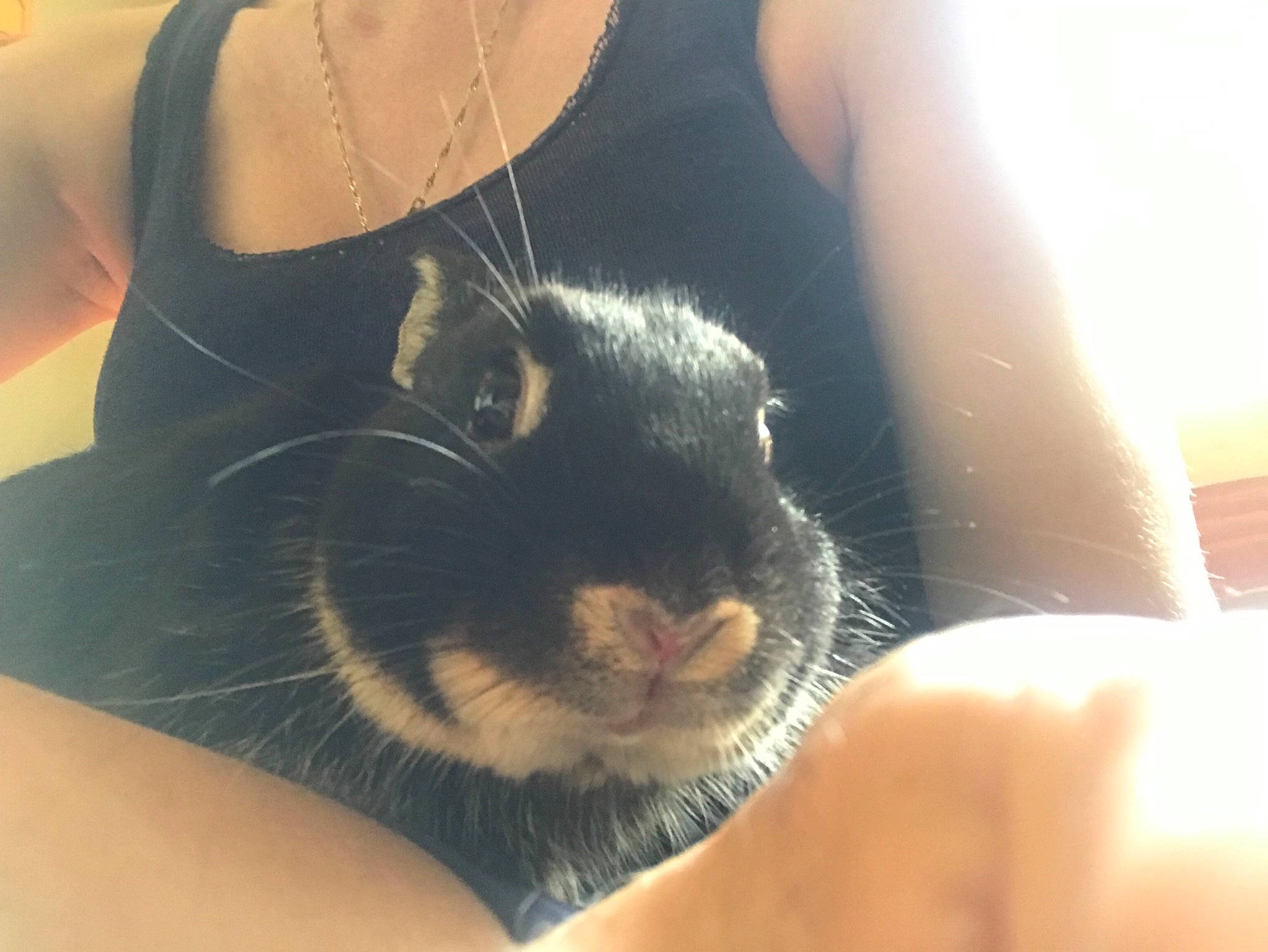 Platon participe au concours pour gagner de l'argent avec cette photo : arm, domestic_rabbit, ear, eye, finger, fur, gerbil, hand, leg, neck, nose, photography, rabbit, rabbits_and_hares, rodent, skin, sky, sunlight, thigh, whiskers