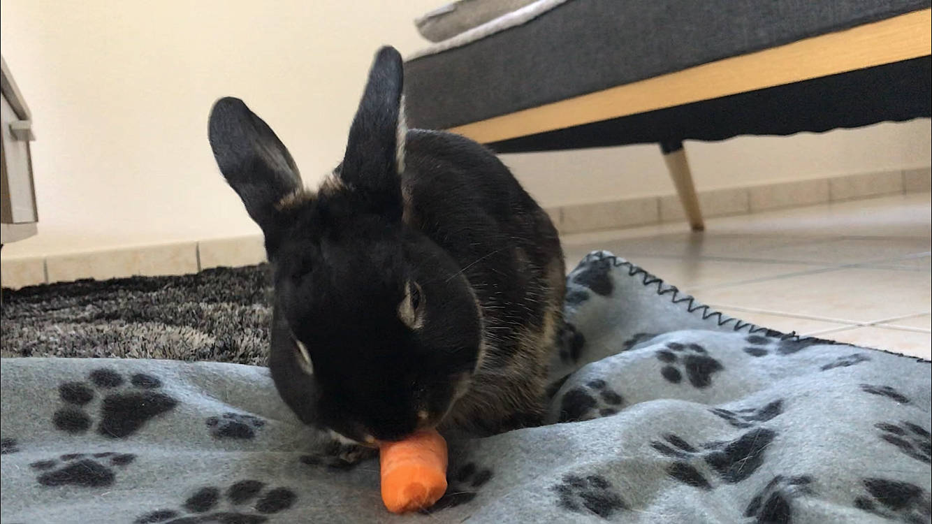 Platon participe au concours pour gagner de l'argent avec cette photo : canidae, domestic_rabbit, ear, fawn, rabbit, rabbits_and_hares, snout, whiskers