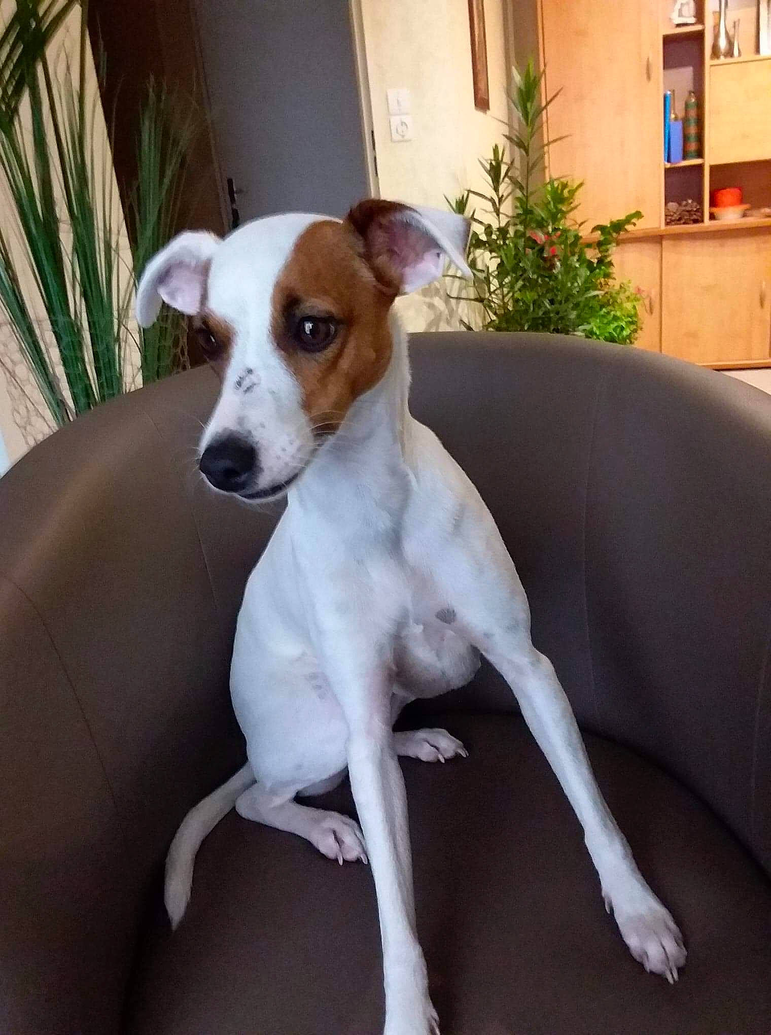 Lolla a rejoint le concours — aidez-le/la à gagner de superbes lots ! canidae, carnivore, companion_dog, dog, dog_breed, fawn, feist, greyhound, italian_greyhound, lurcher, magyar_agar, mammal, rampur_greyhound, rare_breed_dog, sporting_group, vertebrate, whippet