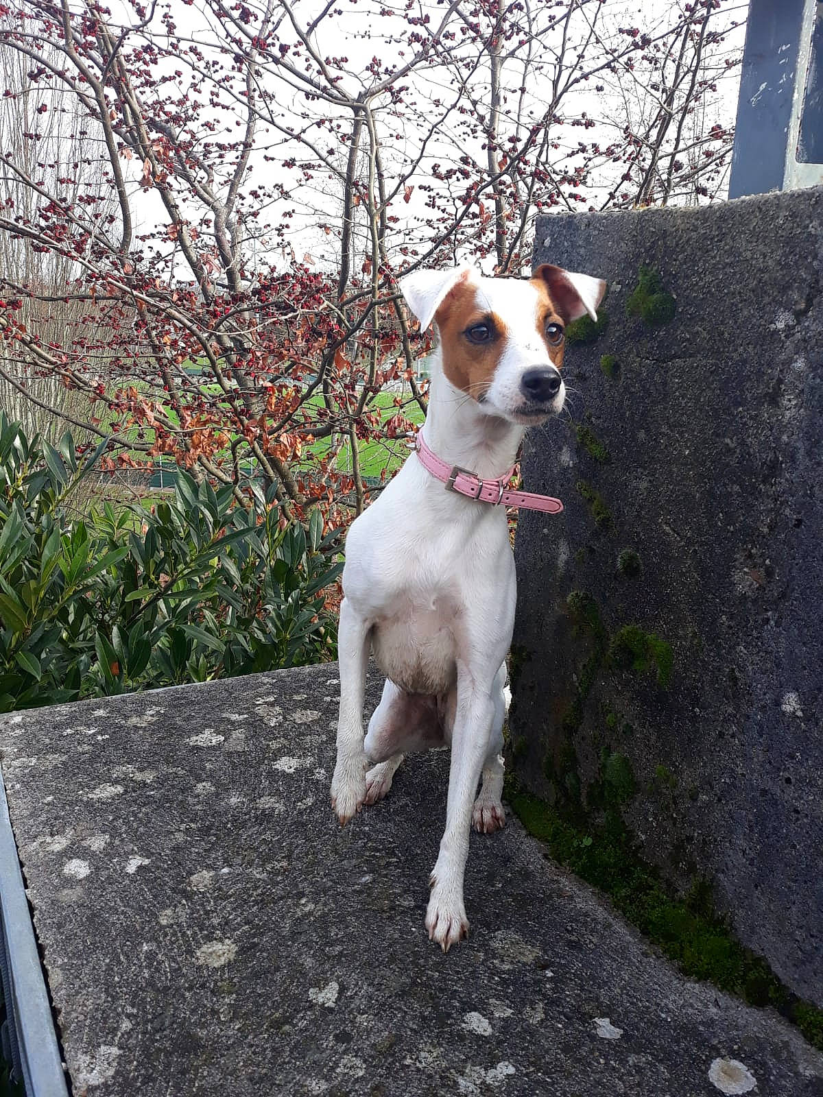 Lolla a rejoint le concours — aidez-le/la à gagner de superbes lots ! canidae, carnivore, companion_dog, dog, dog_breed, fawn, feist, jack_russell_terrier, mammal, rare_breed_dog, sporting_group, treeing_feist, vertebrate