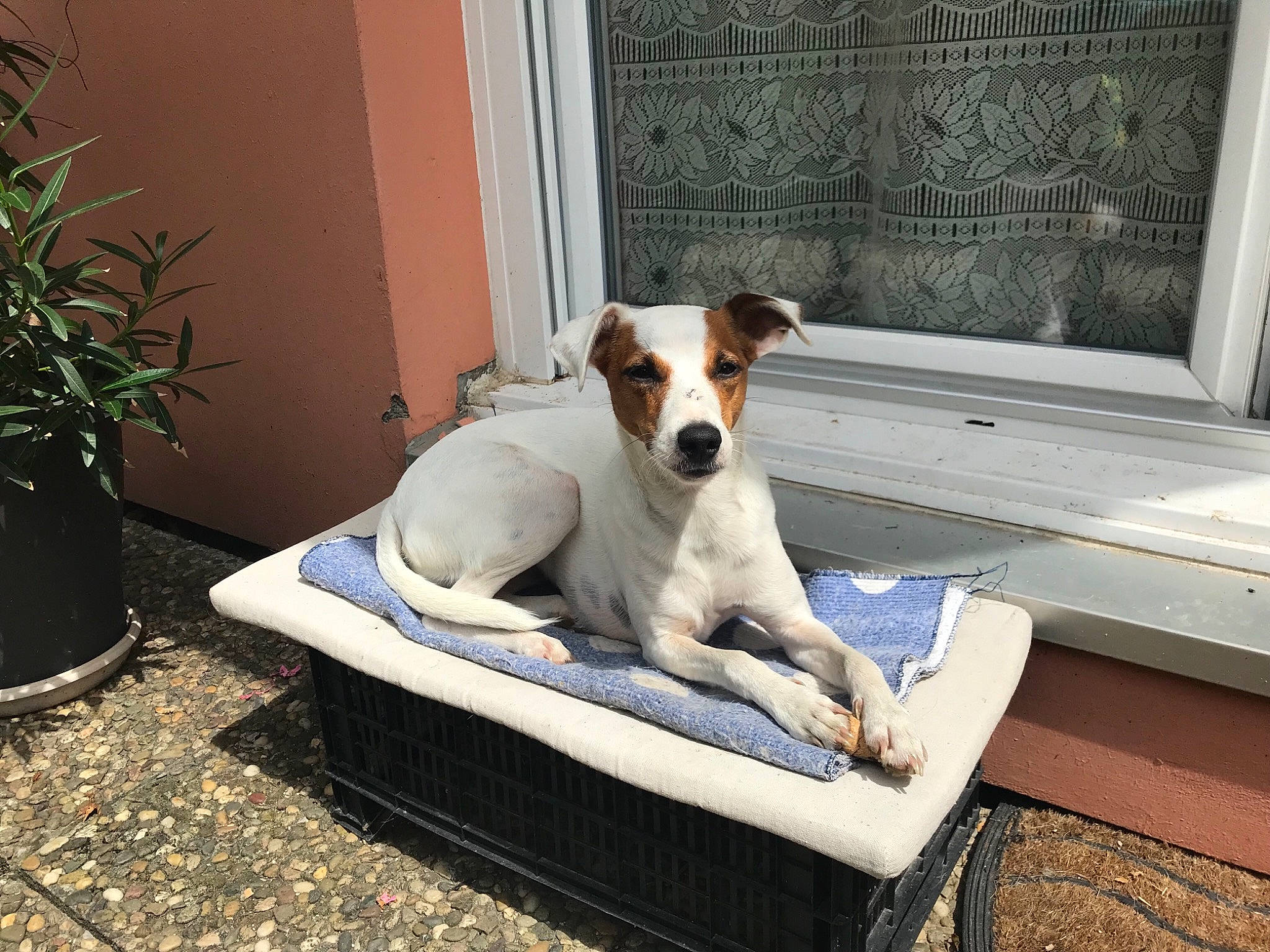 Lolla participe au concours pour gagner de l'argent avec cette photo : brazilian_terrier, canidae, carnivore, companion_dog, danish_swedish_farmdog, dog, dog_breed, feist, fox_terrier, jack_russell_terrier, mammal, miniature_fox_terrier, parson_russell_terrier, ratonero_bodeguero_andaluz, russell_terrier, smooth_fox_terrier, sporting_group, tenterfield_terrier, treeing_feist, vertebrate