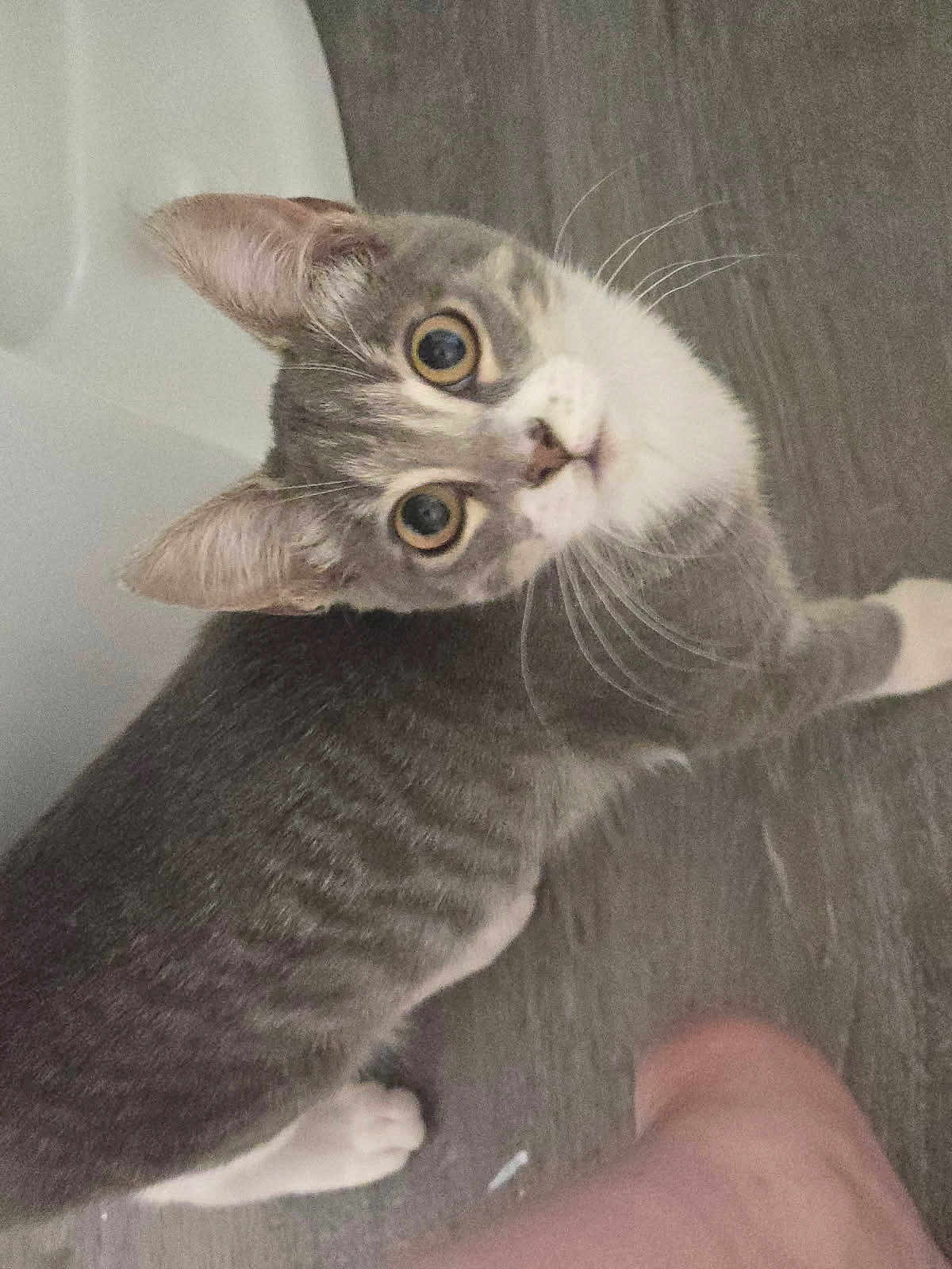 Willow joined the competition — help win amazing prizes! cat, gray_cat, white_cat, pet, animal, floor, wood_floor, indoor, curious, looking_up, whiskers, ears, feline, domestic_cat, cute, side_view, wide_eyes, closeup, standing, household