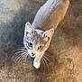 Willow joined the competition — help win amazing prizes! cat, animal, pet, gray_cat, white_paws, curious, looking_up, whiskers, tail, concrete_floor, indoor, feline, fur, ears, close_up, domestic_animal, mammal, small_animal, cute, alert