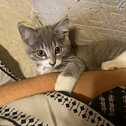 Willow is registered to the contest to win money with this photo: kitten, cat, gray_cat, white_paws, person_arm, blanket, patterned_blanket, pillow, bed, indoor, pet, cute, affectionate, resting, fur, whiskers, claw, close_up, cozy, domestic_animal