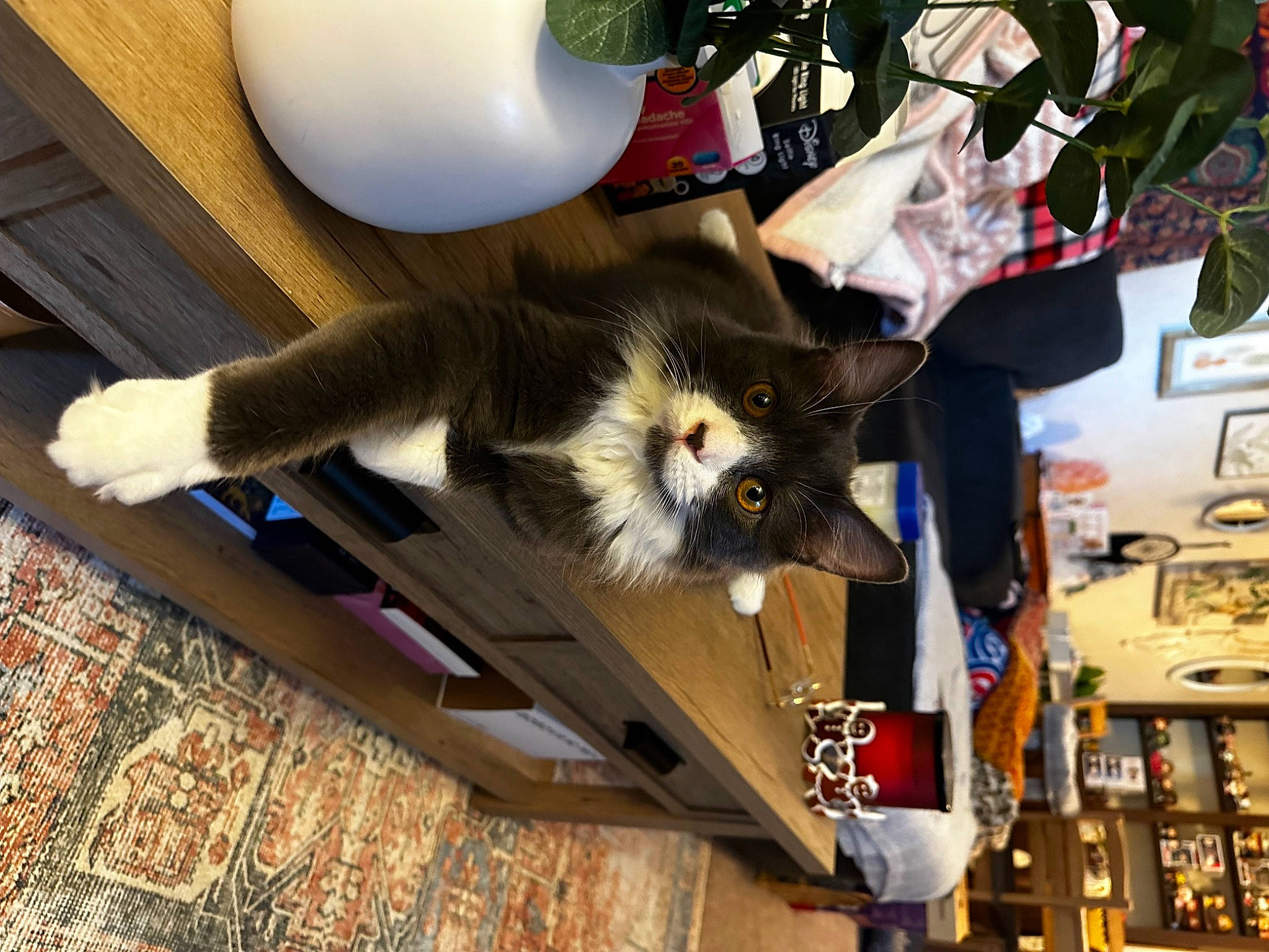 Mittens joined the competition — help win amazing prizes! carnivore, cat, domestic_short_haired_cat, felidae, flooring, fur, hardwood, lamp, plant, room, small_to_medium_sized_cats, stuffed_toy, tail, tree, whiskers, wood