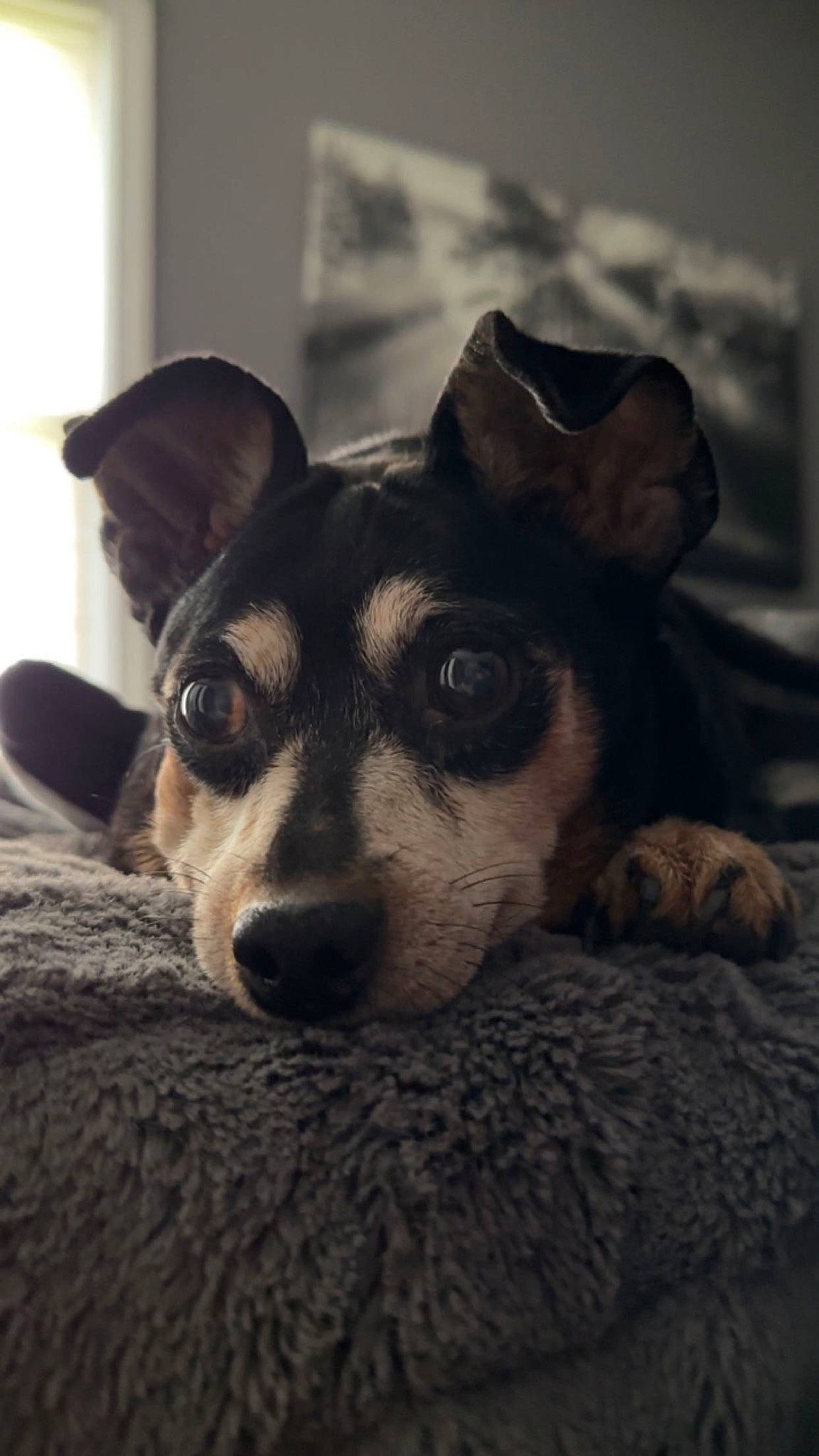 Twinkie joined the competition — help win amazing prizes! canidae, carnivore, clock, companion_dog, darkness, dog, dog_breed, ear, fawn, fur, grey, monochrome, monochrome_photography, paw, puppy, snout, sporting_group, toy_dog, whiskers