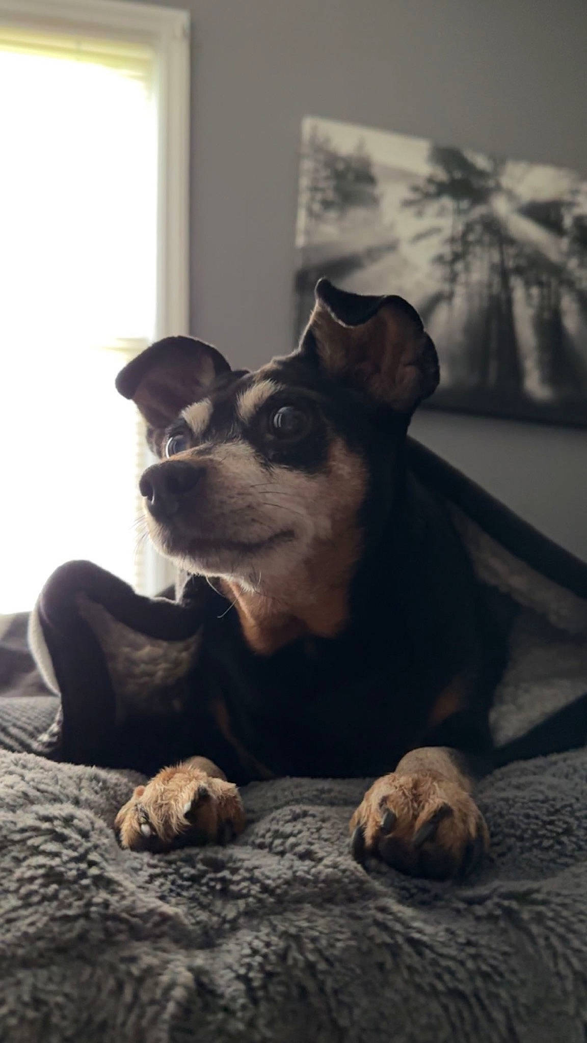 Twinkie joined the competition — help win amazing prizes! canidae, carnivore, comfort, companion_dog, dog, dog_breed, ear, fawn, fur, grey, mammal, monochrome, monochrome_photography, sitting, snout, sporting_group, toy_dog, whiskers, wood, working_animal