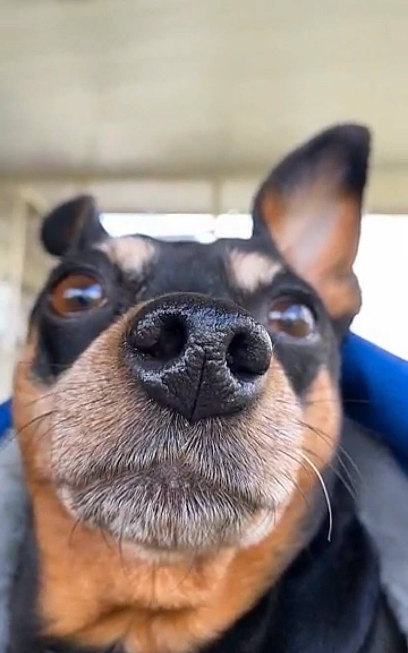 Twinkie is registered to the contest to win money with this photo: canidae, carnivore, companion_dog, dog, dog_breed, ear, eye, eyelash, fawn, fur, jaw, mammal, smile, snout, terrestrial_animal, toy_dog, vertebrate, whiskers, working_animal, working_dog