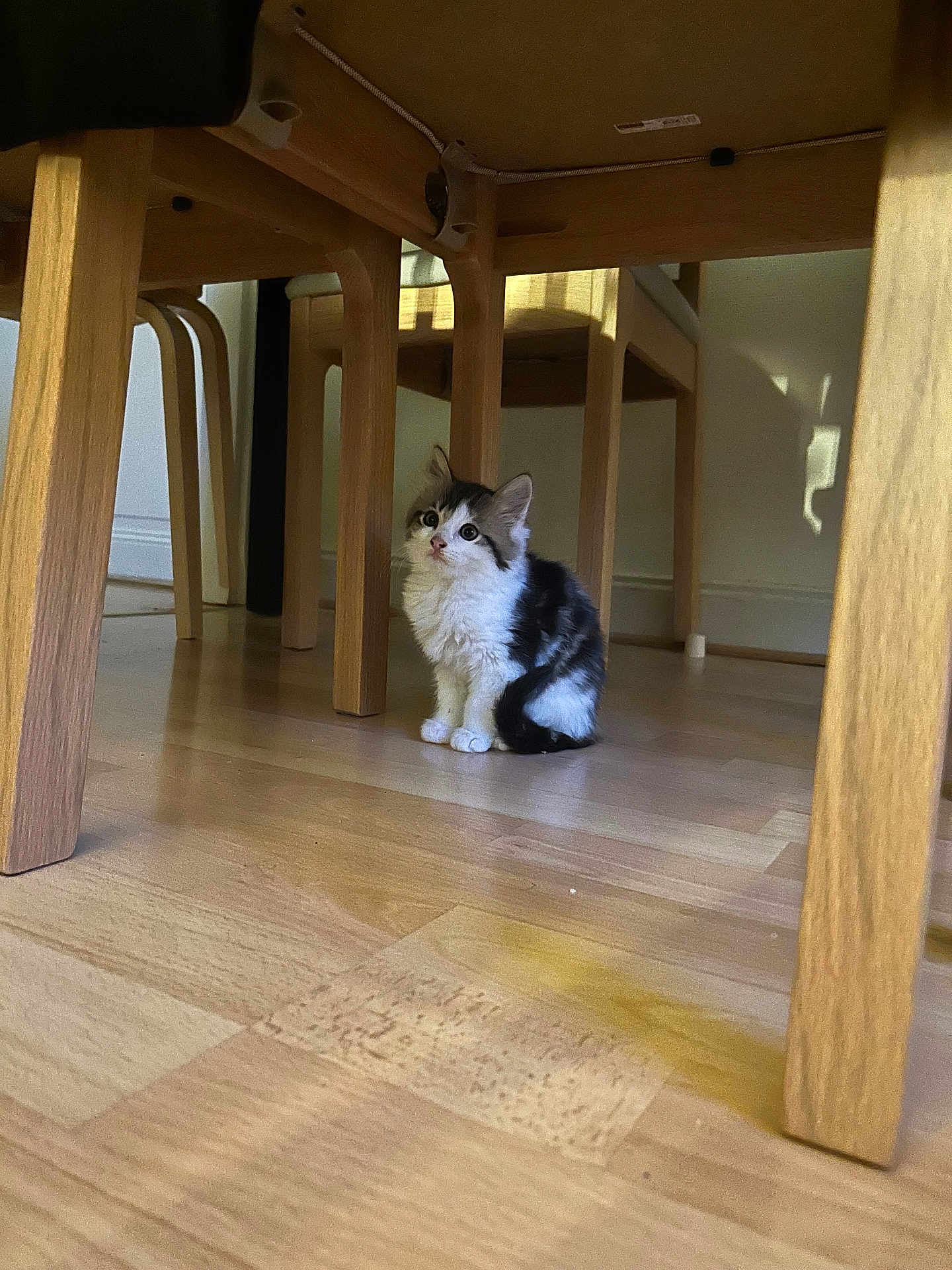 Rocket a rejoint le concours — aidez-le/la à gagner de superbes lots ! kitten, cat, wooden_floor, wooden_table, indoor, pet, small_animal, curious, sitting, fur, black_and_white, floor, legs, shadow, sunlight, domestic_animal, cute, young, animal, feline