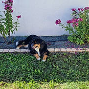 Seven a rejoint le concours — aidez-le/la à gagner de superbes lots ! dog, black_and_tan, pet, animal, garden, flowers, pink_flowers, grass, gravel, outdoor, backyard, landscaping, garden_bed, stone_edging, wall, sunlight, sitting, lying_down, happy, photography