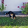 dog, black_and_tan, pet, animal, garden, flowers, pink_flowers, grass, gravel, outdoor, backyard, landscaping, garden_bed, stone_edging, wall, sunlight, sitting, lying_down, happy, photography
