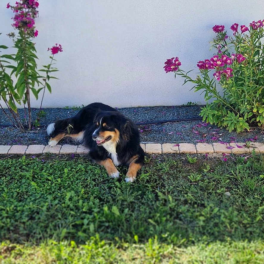 Seven a rejoint le concours — aidez-le/la à gagner de superbes lots ! dog, black_and_tan, pet, animal, garden, flowers, pink_flowers, grass, gravel, outdoor, backyard, landscaping, garden_bed, stone_edging, wall, sunlight, sitting, lying_down, happy, photography