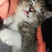 Stormi joined the competition — help win amazing prizes! adorable, animal, cat, closeup, comfort, cozy, cute, domestic_animal, feline, fur, indoor, kitten, nap, paw, pet, resting, sleeping, soft, whiskers, young