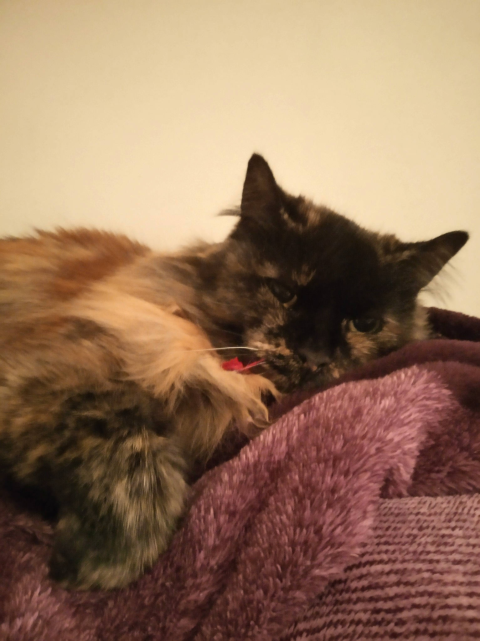 Babou a rejoint le concours — aidez-le/la à gagner de superbes lots ! british_semi_longhair, carnivore, cat, domestic_long_haired_cat, domestic_short_haired_cat, ear, felidae, fur, kitten, maine_coon, mammal, nap, nebelung, norwegian_forest_cat, ragamuffin, small_to_medium_sized_cats, tail, whiskers