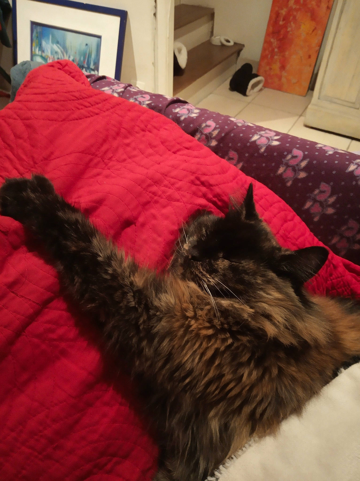 Babou participe au concours pour gagner de l'argent avec cette photo : bed, carnivore, cat, domestic_long_haired_cat, felidae, floor, fur, furniture, nebelung, room, small_to_medium_sized_cats, tail, textile, whiskers