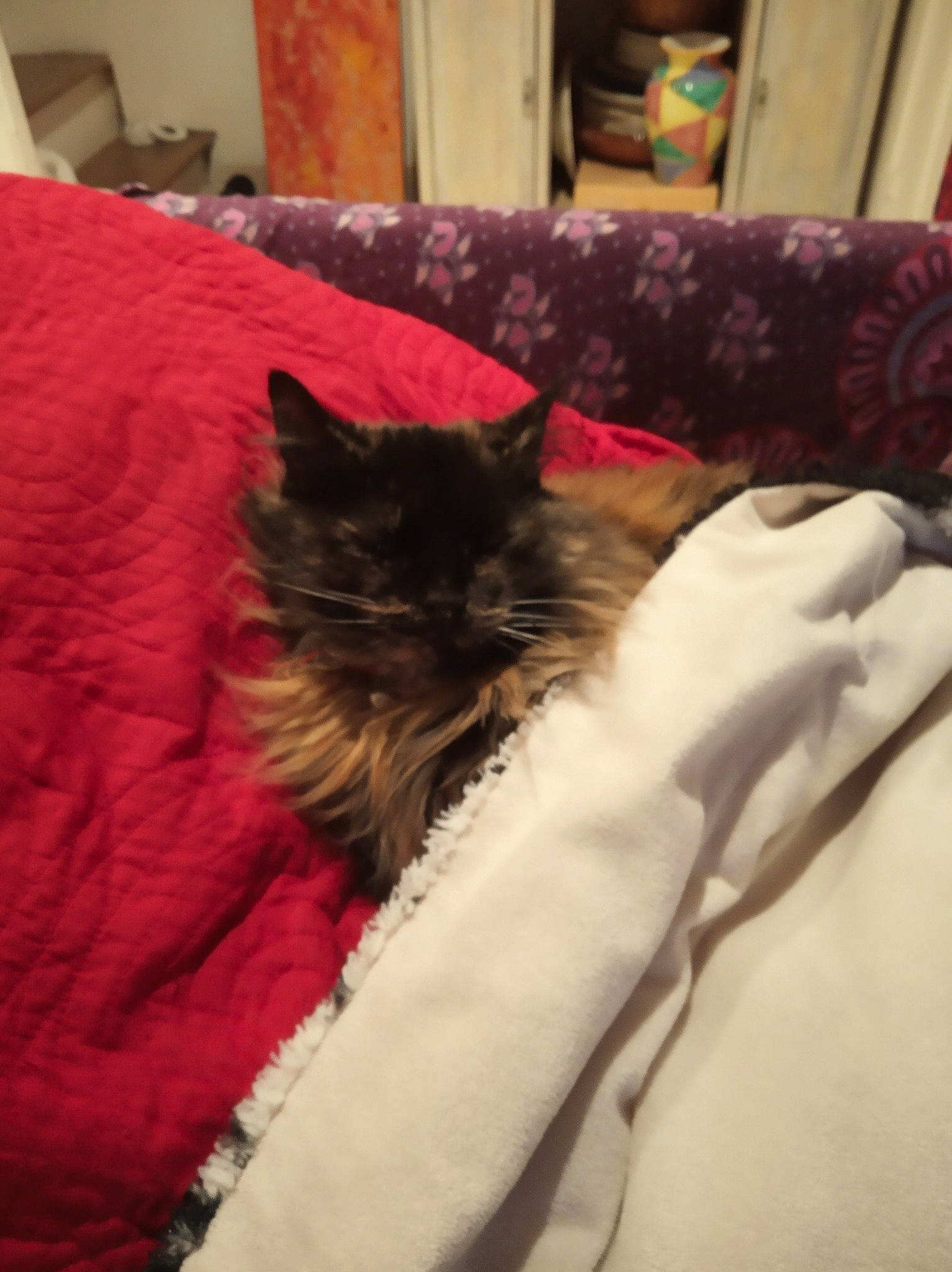 Babou participe au concours pour gagner de l'argent avec cette photo : bed, bed_sheet, carnivore, cat, comfort, domestic_long_haired_cat, felidae, fur, furniture, kitten, linens, nap, norwegian_forest_cat, room, sleep, small_to_medium_sized_cats, whiskers