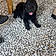 Baloo