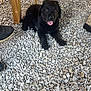 puppy, dog, black_dog, laying, stones, gravel, wooden_table, shoe, human_leg, outdoor, pet, cute, young_dog, animal, tongue_out, happy, furry, small_rocks, resting, playful