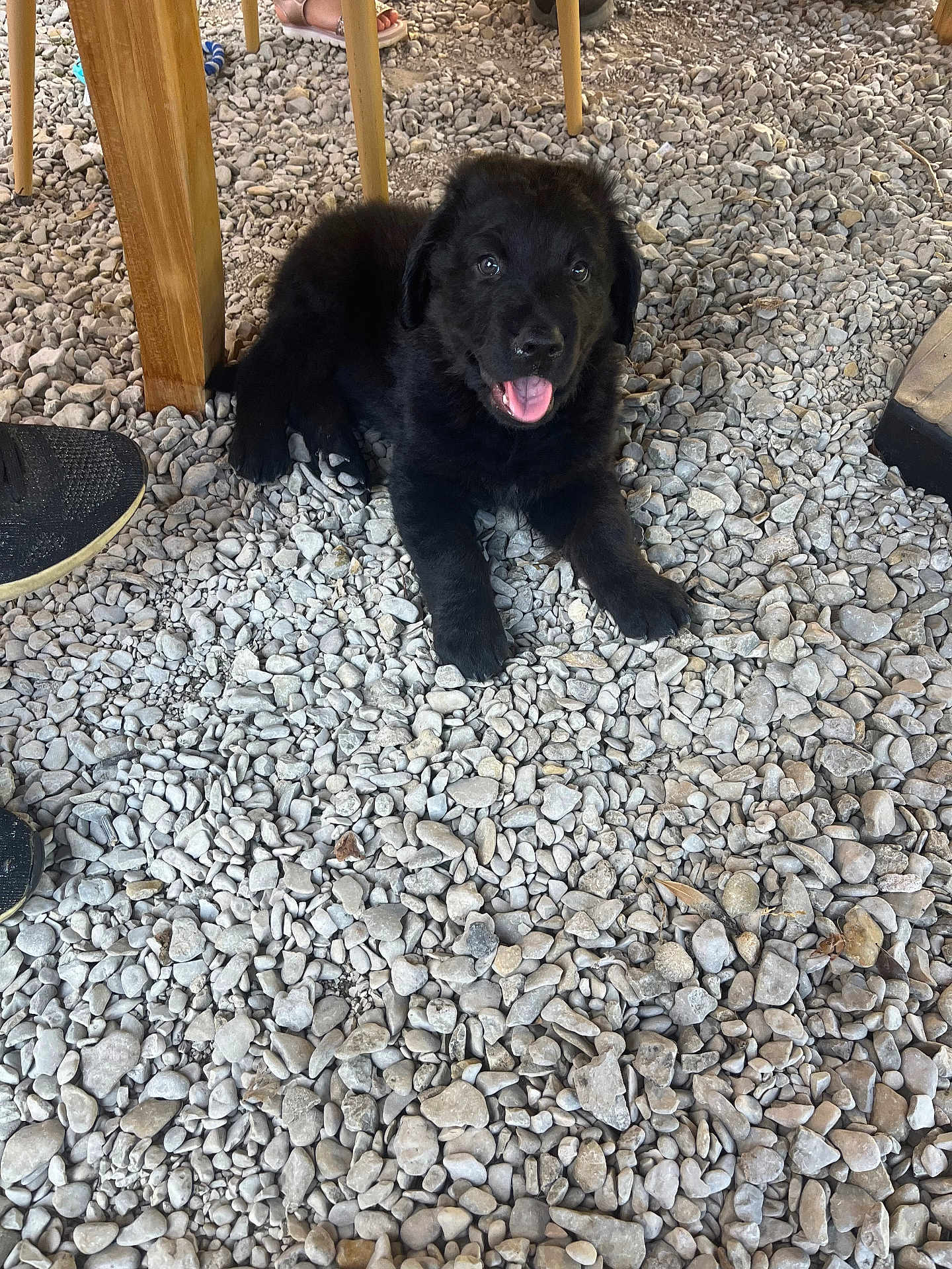 Baloo
