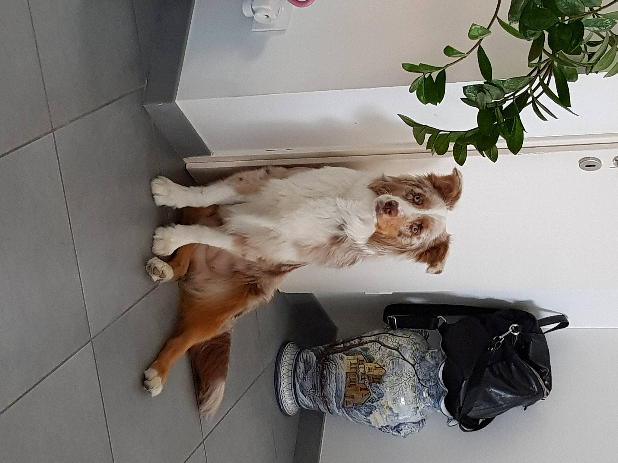 Olympe a rejoint le concours — aidez-le/la à gagner de superbes lots ! canidae, carnivore, companion_dog, dog, dog_breed, fawn, fur, houseplant, human_leg, plant, room, sporting_group, tail, twig, wood