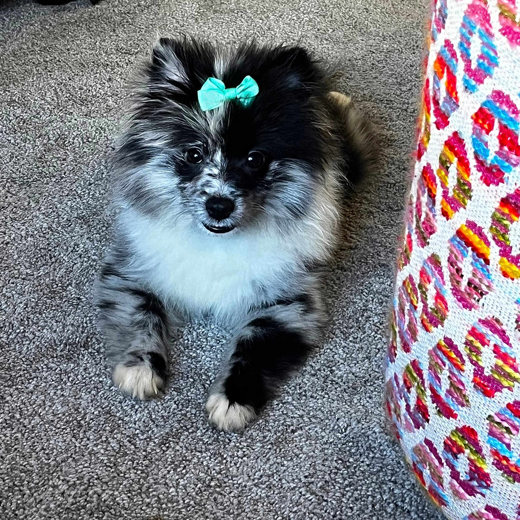 Moschino is registered to the contest to win money with this photo: animal, black, bow, carpet, colorful, curious, cute, decor, dog, fluffy, gray, indoor, lying_down, patterned, pet, puppy, small_dog, speckled, toy, white