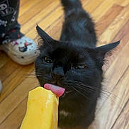 Raven is registered to the contest to win money with this photo: animal, black_cat, cat, close_up, curious, cute, flooring, footwear, indoor, licking, person, pet, playful, popsicle, slippers, tail, tongue, whiskers, wooden_floor, yellow_popsicle
