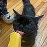animal, black_cat, cat, close_up, curious, cute, flooring, footwear, indoor, licking, person, pet, playful, popsicle, slippers, tail, tongue, whiskers, wooden_floor, yellow_popsicle