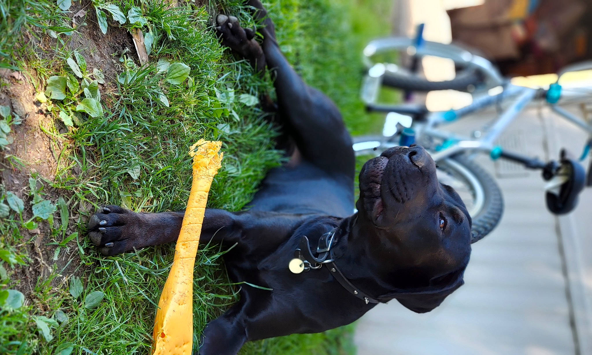 Chuko joined the competition — help win amazing prizes! automotive_tire, bicycle, bicycle_frame, bicycle_handlebar, bicycle_tire, bicycle_wheel, bicycles_equipment_and_supplies, carnivore, collar, dog, dog_breed, dog_collar, fawn, grass, personal_protective_equipment, plant, sculpture, tire, wheel, working_animal