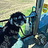 Rupert joined the competition — help win amazing prizes! dog, curly_fur, black_and_white, seat, vehicle_interior, tractor, window, field, plowed_field, rural, agriculture, sunlight, shadow, curious, pet, cabin, metal, cloth, farm, daytime