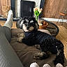 dog, couch, fireplace, person_leg, sock, leggings, tulips, vase, coffee_table, wicker_tray, wood_paneling, rug, indoor, pet, curly_fur, black_and_white, relaxed, home_decor, cozy, living_room