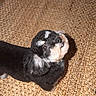 Rupert joined the competition — help win amazing prizes! dog, pet, black_and_white, fluffy, curious, indoor, woven_rug, floor, looking_up, cute, small_dog, animal, companion, fur, domestic, friendly, canine, portrait, home, curled_ears