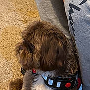 Hershey is registered to the contest to win money with this photo: dog, brown, fluffy, carpet, indoor, person, sweatpants, sitting, harness, footwear, slippers, pet, animal, furry, side_view, relaxed, companion, casual, home, resting