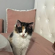 Michi is registered to the contest to win money with this photo: animal, bed, calico, cat, cozy, curious, cute, domestic, ears, feline, fluffy, fur, headboard, indoor, kitten, pet, pillow, resting, whiskers, young
