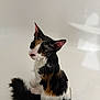 Michi joined the competition — help win amazing prizes! animal, bath, bathtub, calico, cat, confused, cute, domestic, ears, eyes, feline, fur, indoor, looking, pet, sitting, small, tail, water, wet