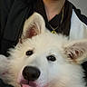 Snow a rejoint le concours — aidez-le/la à gagner de superbes lots ! dog, white_dog, fluffy, pet, animal, close_up, tongue_out, cute, cuddling, person_partial, jacket, necklace, indoors, face, fur, ears, black_nose, portrait, expression, companionship